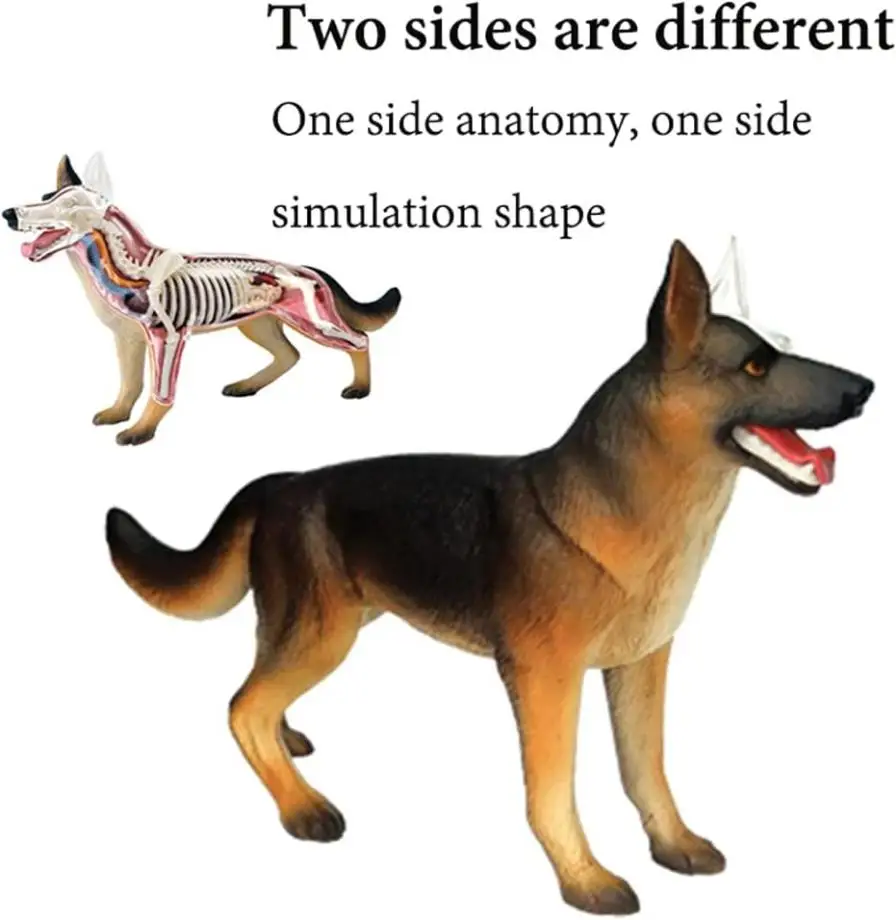 Anatomical Dog Anatomy Simulation Animal Biology Detachable Organ Body  Parts Science Educational Models School Veterinary Models