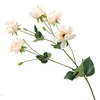 Champagne Anemone