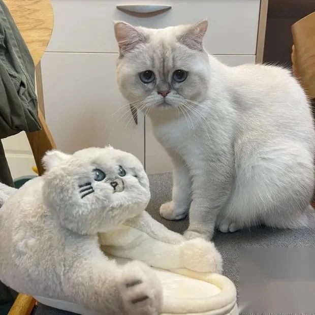 Pantofole per gatti coccole abbraccio donna uomo inverno scivoli