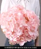 New 5 head hydrangea without leaves