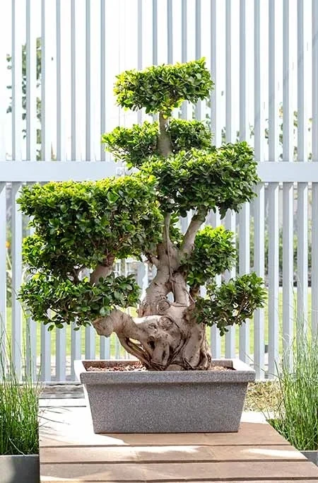 OEM ODM Factory Customize Garden Rotomolding Large Big Size Tree Plant ...