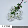 Large crape myrtle flower JN white