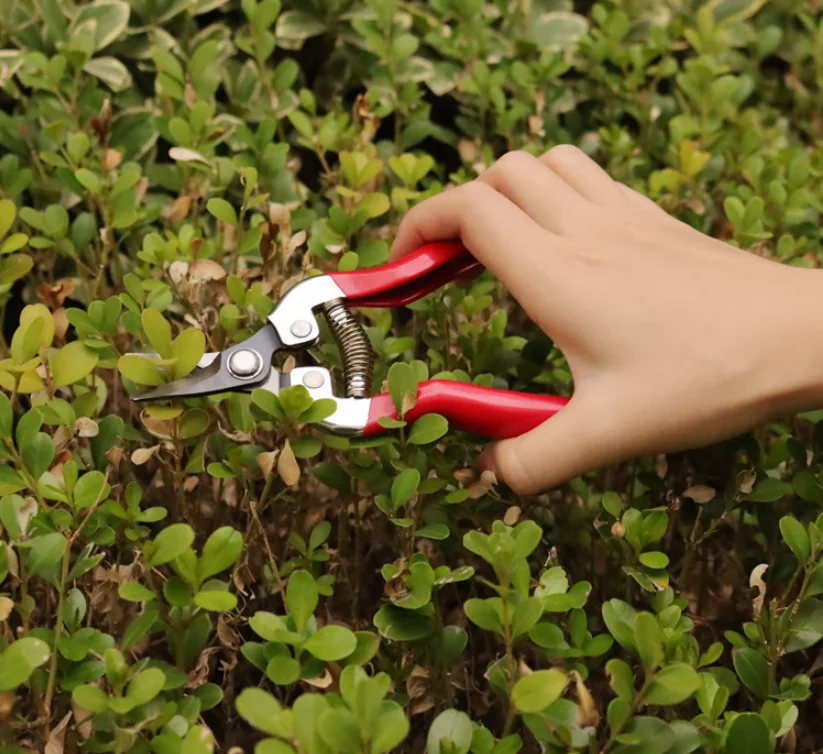 Factory Professional Tree apple Fruit Branches Garden Scissors Pruning Shears With Stainless Steel Blade