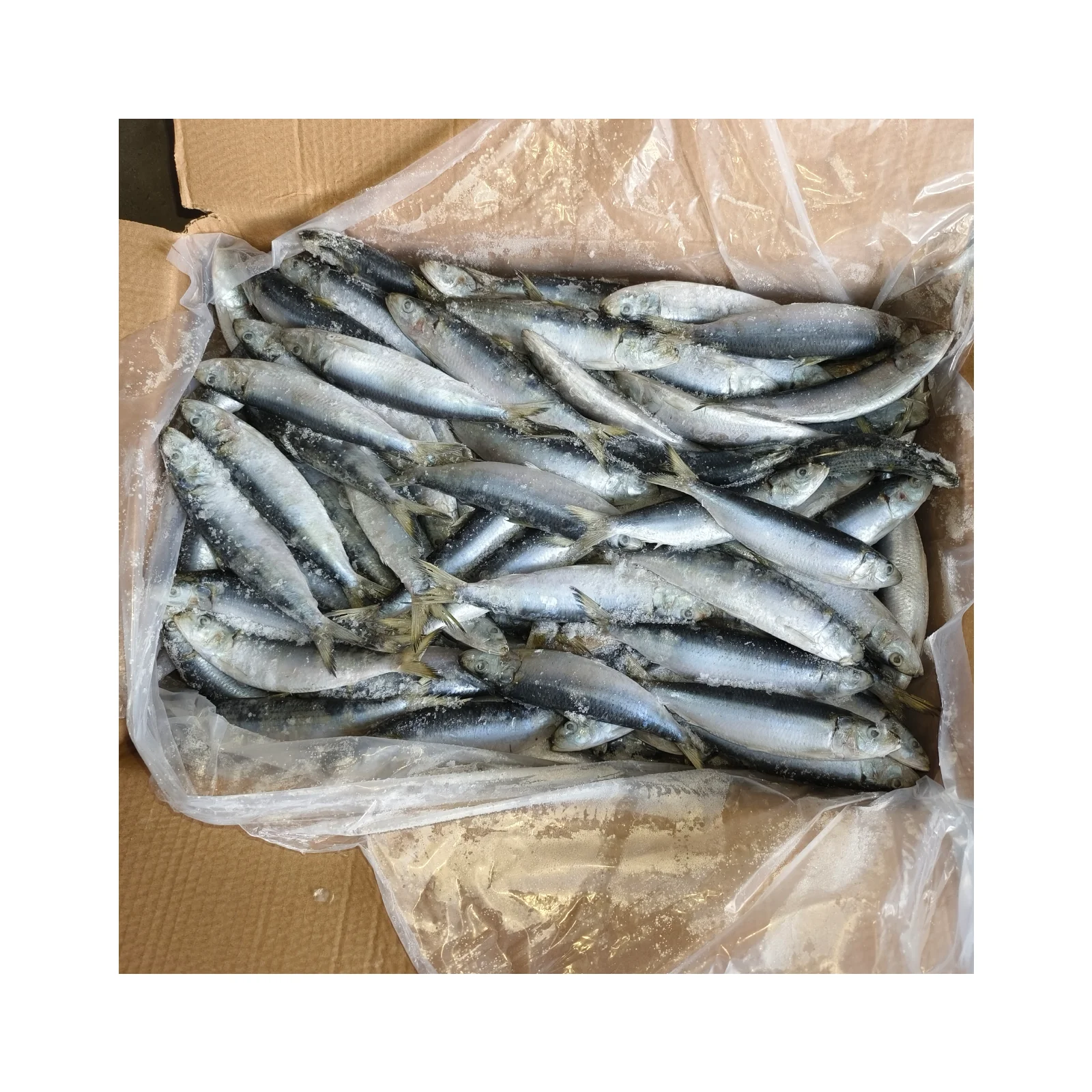 Frozen Sardine Fish Bqf Frozen Bait Sardine Fish 120140pcs Frozen