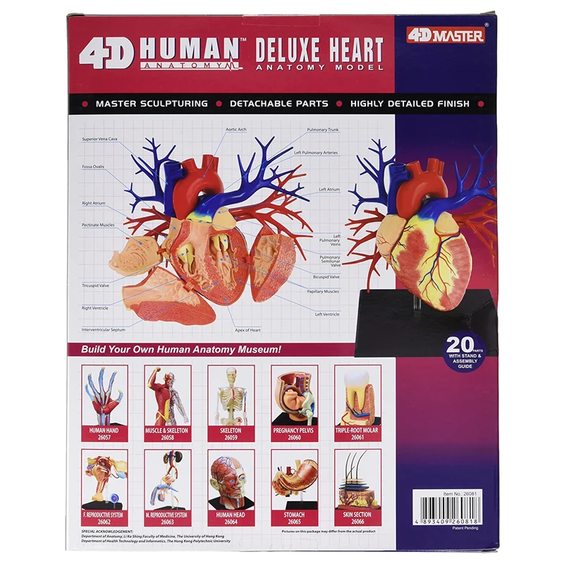 20 Parts Deluxe Heart Anatomy Model Toy for Medical Teaching - 3D