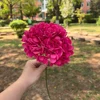#6 rosa caldo