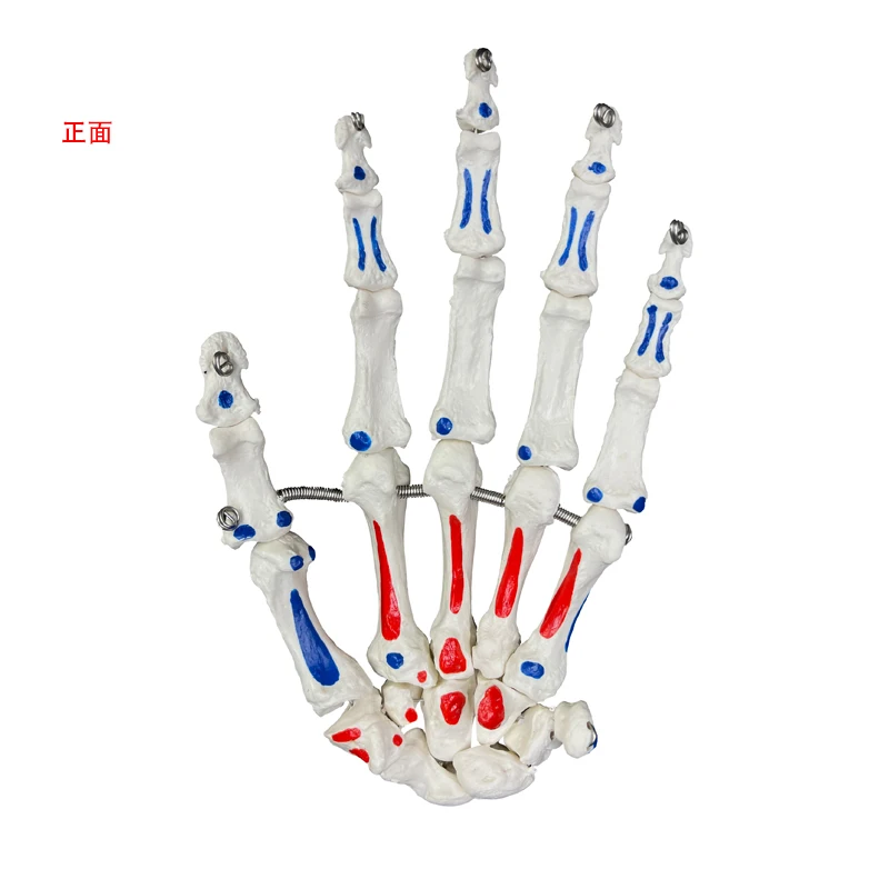 Human Anatomical Model Human Skeleton Model  Attached Muscle Starting and Ending Points Life Size Hand Joint Model