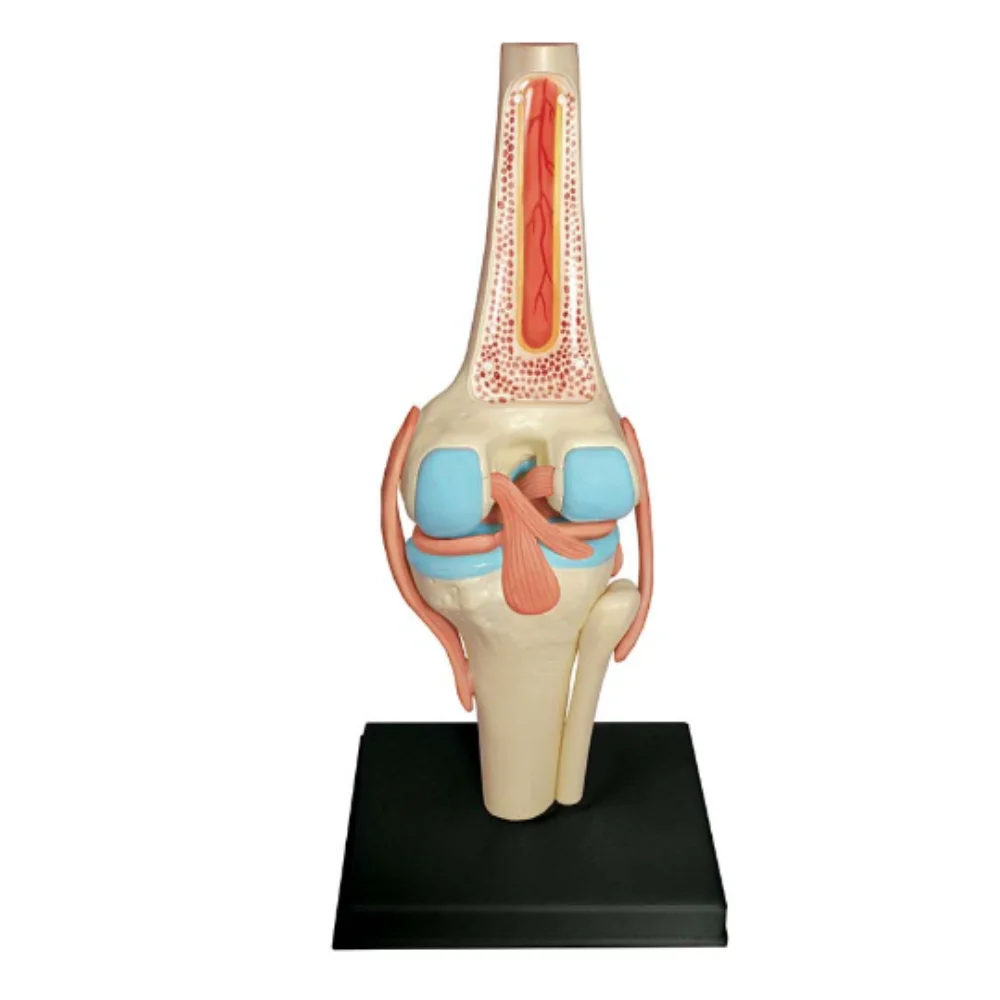 Human Natural Size Knee Joint Anatomical Model Science Educational