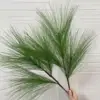 green masson pine