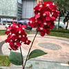 Offre spéciale 2 pagode hortensia rouge