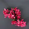 Rose Red