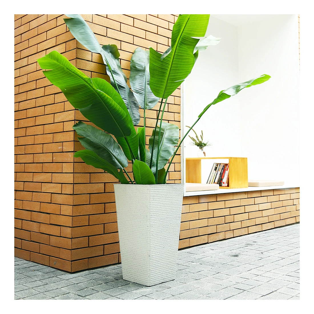 chinese fringe plant Zhuzhou Loropetalum - 1 Gallon / Single