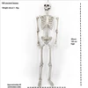 185 cm skeleton