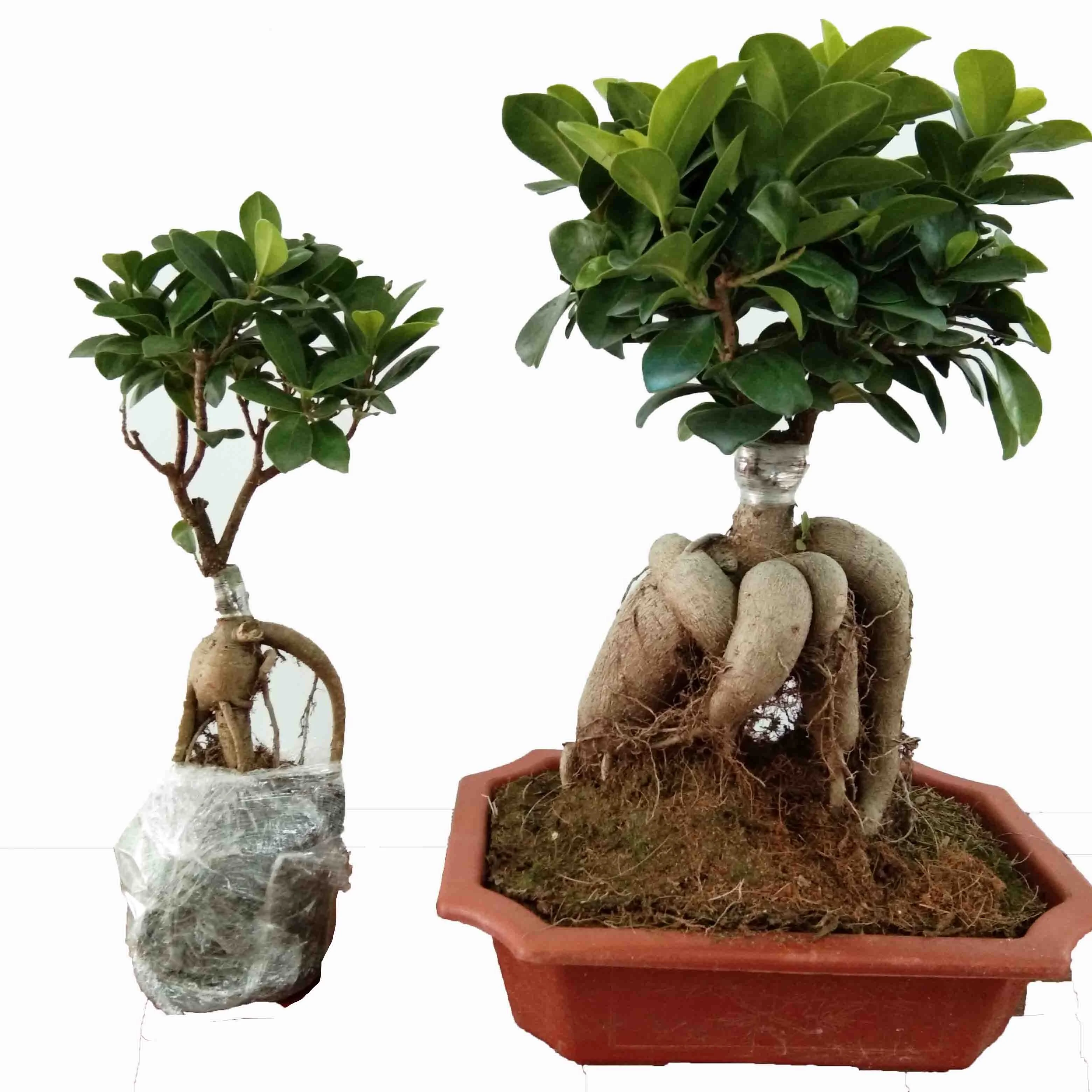 家と庭の装飾高麗人参小さなガジュマル盆栽 Buy フィカス盆栽 天然植物 ボンシア Product On Alibaba Com