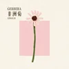 GERBERA