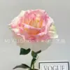 Rosa de ensueño rosa claro