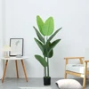 Albero del Viaggiatore 140 cm
