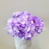 5-headed hydrangea