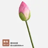Singolo bocciolo di loto rosa