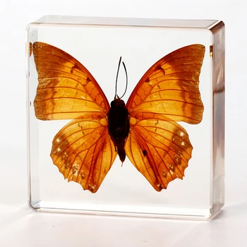 24 Styles Insect In Resin Specimen Butterfly Bugs Collection Paperweights,Real Bug Ocean Anima Specimen Bug Kit Preserved In Resin For Scientific