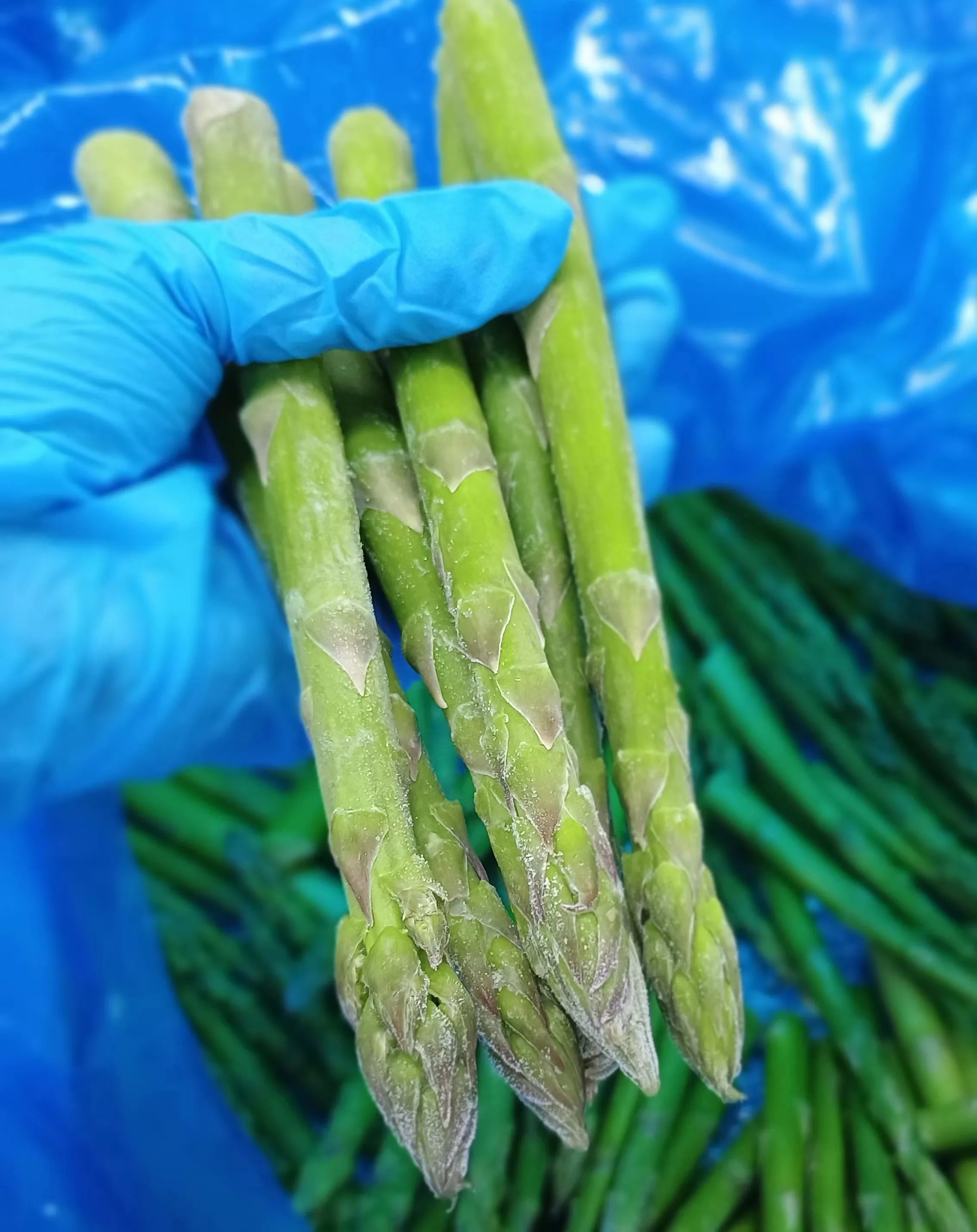 Légumes IQF en gros, asperges vertes congelées, asperges coupées à prix réduit