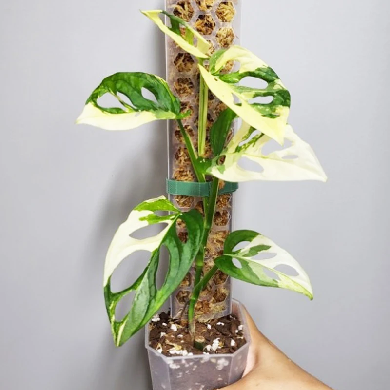 Новая идея для тех, кто увлекается 2022 пластмассы мох полюс стекируемые вьющееся растение опоры для комнатных растений криперы мох палочки