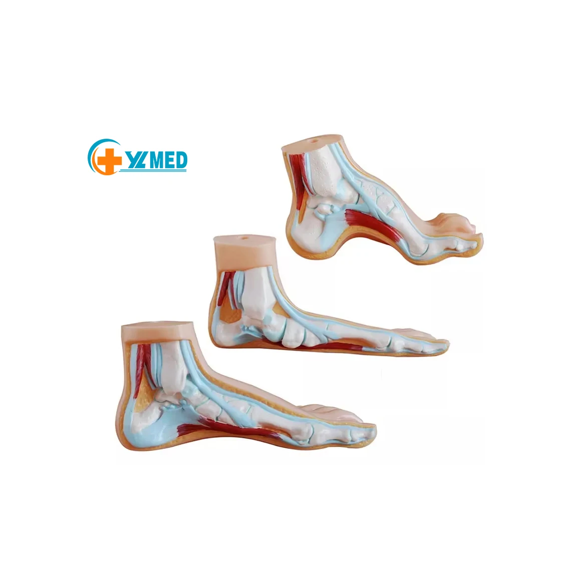 Анатомическая модель человеческой стопы для медицинского обучения, используемая в различных сценариях обучения