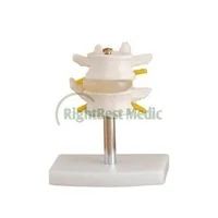 В натуральную величину позвоночного столба с тазом и головами бедренной кости медицинских и биологических учебное пособие анатомическая модель