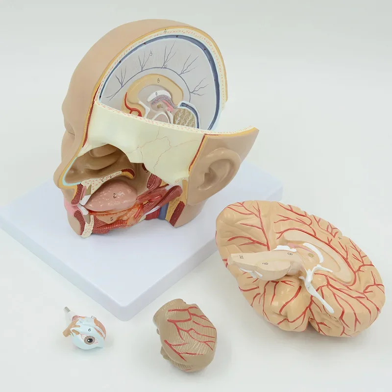 Human Head Anatomical Model 4-Part Life-Size Head Brain Cross Section Anatomy for Science Classroom Education Study Teaching