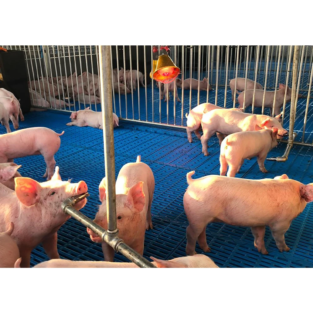 Factory Direct Sales of High Quality Pig Farming Equipment Durable Plastic Slat Floor for Pig