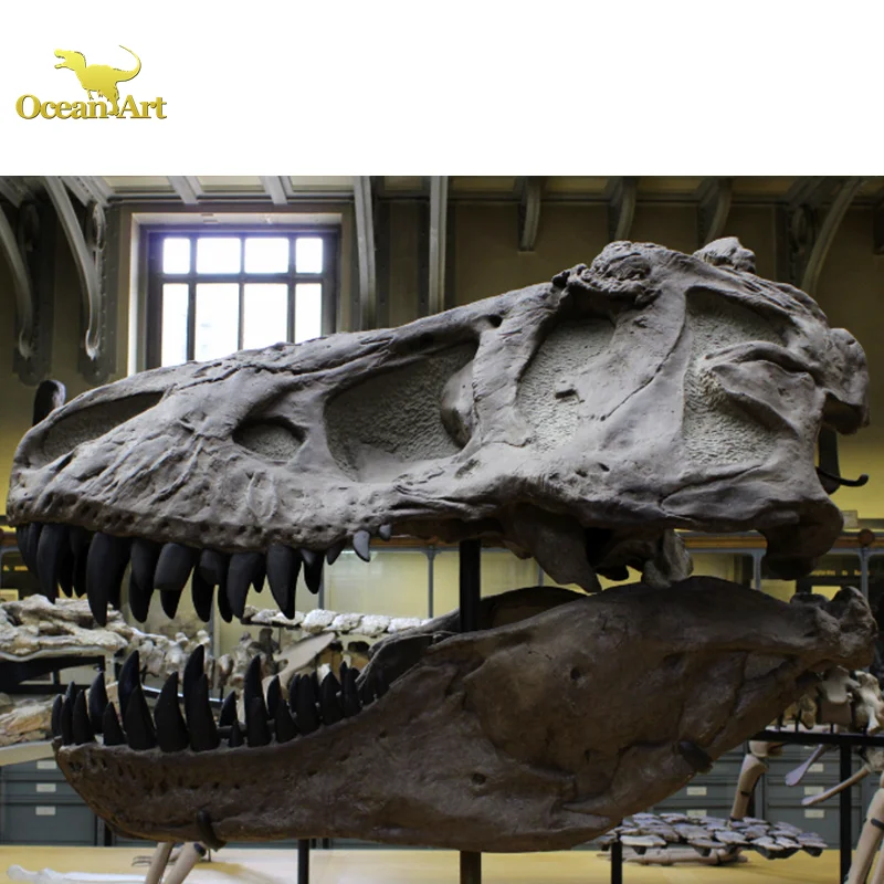 Tyrannosaurus Rex Fossil Dinosaur Fossils For Sale Near Me