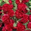Rosso a doppio petalo