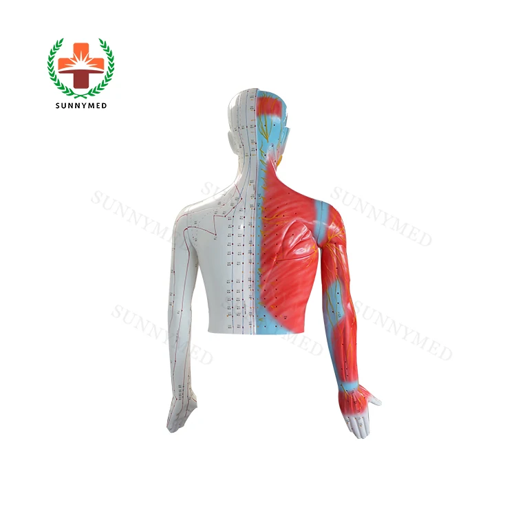 SY-N022 Life Size Acupuncture Human Body Model 178cm Medical Teaching ...