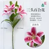 ลิลลี่ก้านสั้นพิมพ์ 3 มิติ สามหัว สีชมพูอ่อน