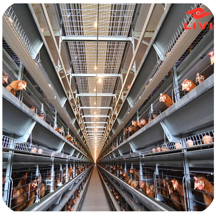 New Design Automatic Battery Cages Chicken Layer Poultry Cage System