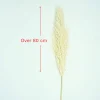 Testa di fiore di erba di pampa di colore naturale di oltre 80 cm