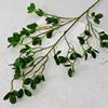 Ficus microcarpa - Ramas largas y tridimensionales