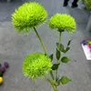 Spray di Dianthus a 3 teste