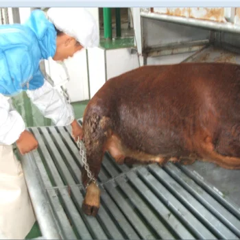 Beef products processing equipment for Islamic halal slaughtering
