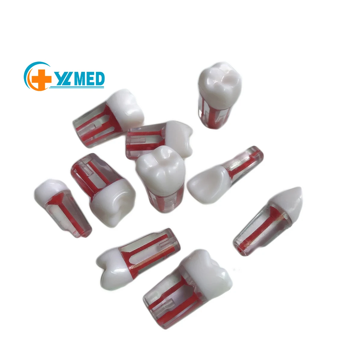 Стоматологическая модель оральной практики прозрачного корня и полости пульпы зубных гранул Модель корневых зубов