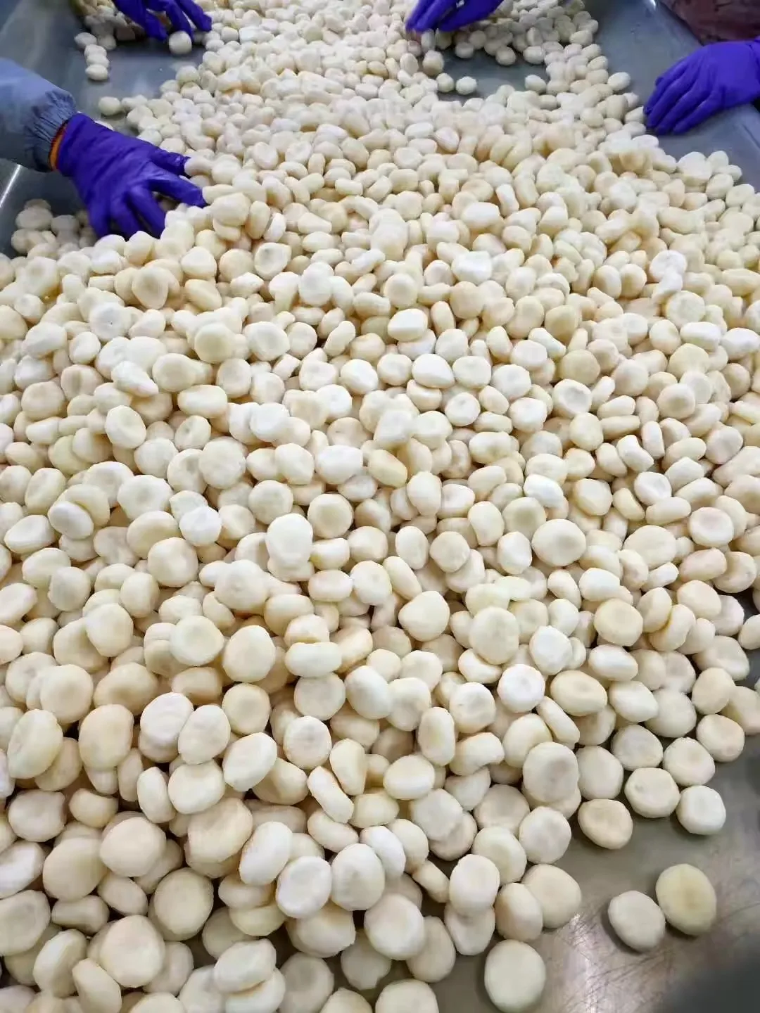 كستناء ماء مجمد (IQF) بالجملة - خضروات كستنائية مجمدة