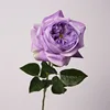 Rosa viola
