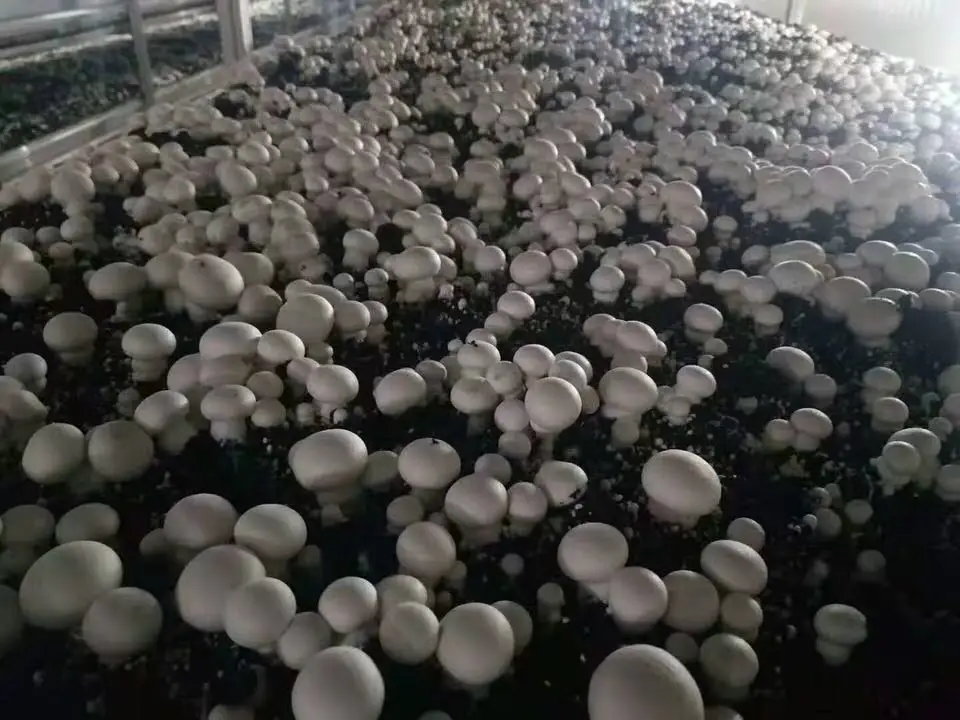 fresh mushroom 38