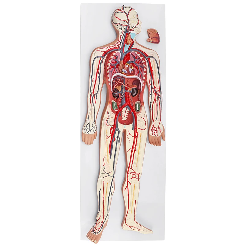 3D Simulator  Circulation Demonstration Anatomy Teaching Medical Human Blood Circulatory System Model
