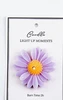 Chamomile Purple