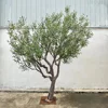5#(Artificial olive tree deposit)