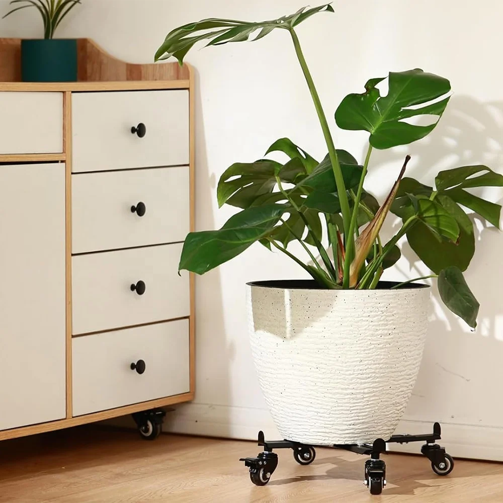 buy jade plant Jade Plant for Sale Including Care Guide