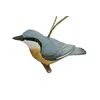 Eurasian Nuthatch EW13368