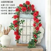 Red French rose vine, 1.8 meters tall, no branches.