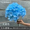 Sky blue 5-headed hydrangea without leaves